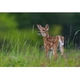 thumbnail image 2 of Kalathas, Nick 32x23 White Modern Wood Framed Museum Art Print Titled - Spring Fawn, 2 of 4