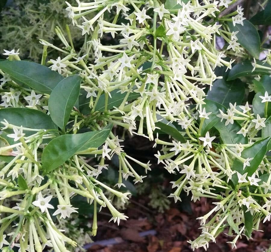 Night Blooming Jasmine I 3 Live Plants I Cestrum Nocturnum  Fragrant White Flowers for Evening Garden Bliss, Perfect for Container Gardening, Easy to Grow