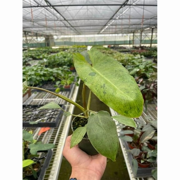 House Plant Dropship 4-PHILODENDRON-PARAISO.VERDE Philodendron Paraiso Verde Plant