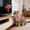 Pink Cat Collar Toy, variant on Cat Collar Toy, 1 Pc Cat Feather Toy with Neck Collar, Interactive Self Playing Toys with Bell for Indoor Kittens Small Animals