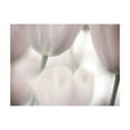 thumbnail image 3 of Tiptophomedecor Floral Wallpaper Wall Mural - Tulips Fine Art - Black And White, 3 of 4