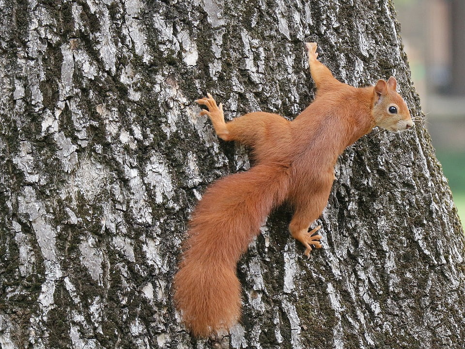 Canvas Print Climb Animals Cute Nature Squirrel Tree