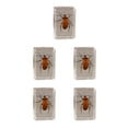 thumbnail image 2 of Billuyoard Espécimen de insecto Real resistente y duradero con escorpión transparente, araña, avispa, escarabajo, uña de hoja roja Type2 NO2, 2 of 6