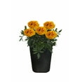 thumbnail image 4 of Expert Gardener 1Pt Marigold Assorted Colors Live Plant Grower Pot Full Sun, 4 of 28