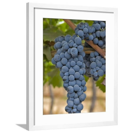 Close Up of Cabernet Sauvignon Grapes, Haras De Pirque Winery, Pirque, Maipo Valley, Chile Framed Print Wall Art By Janis