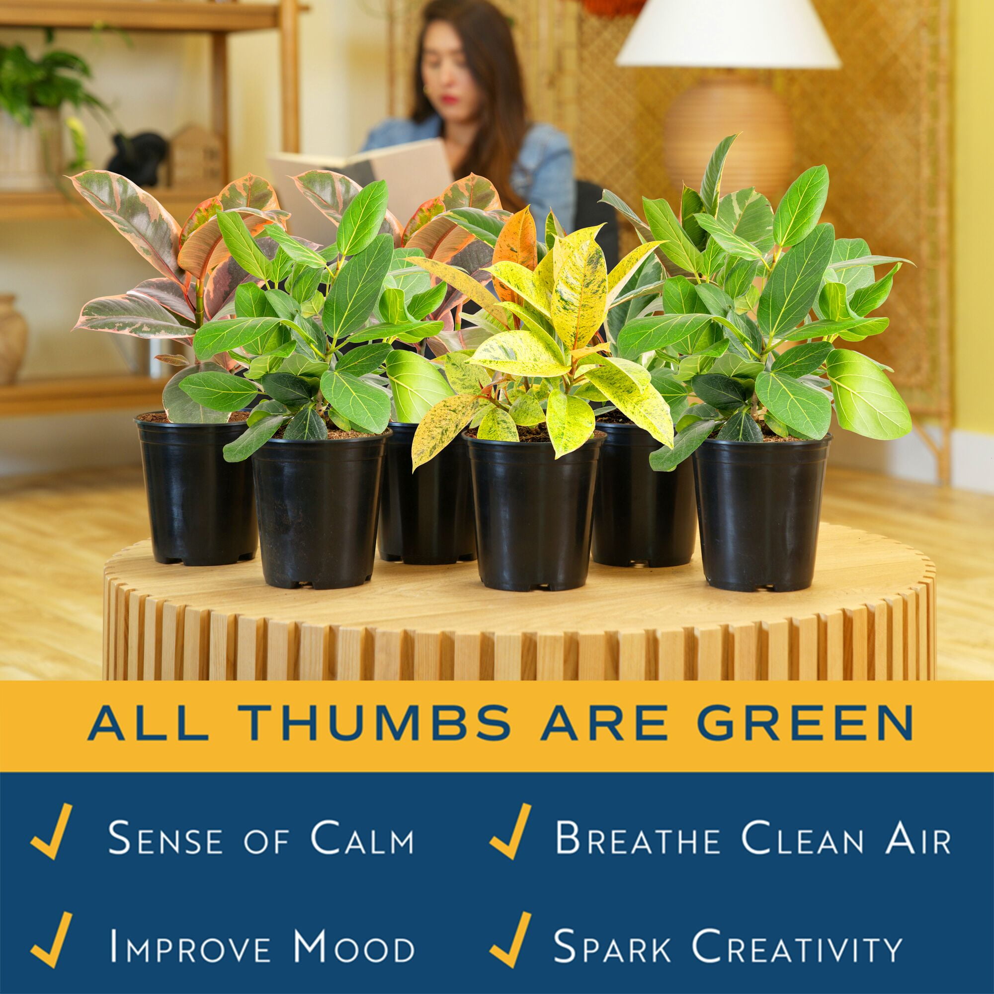 Costa Farms 12" Ficus Grower's Choice Live Plants in 5" Grower Pot (6 Count)
