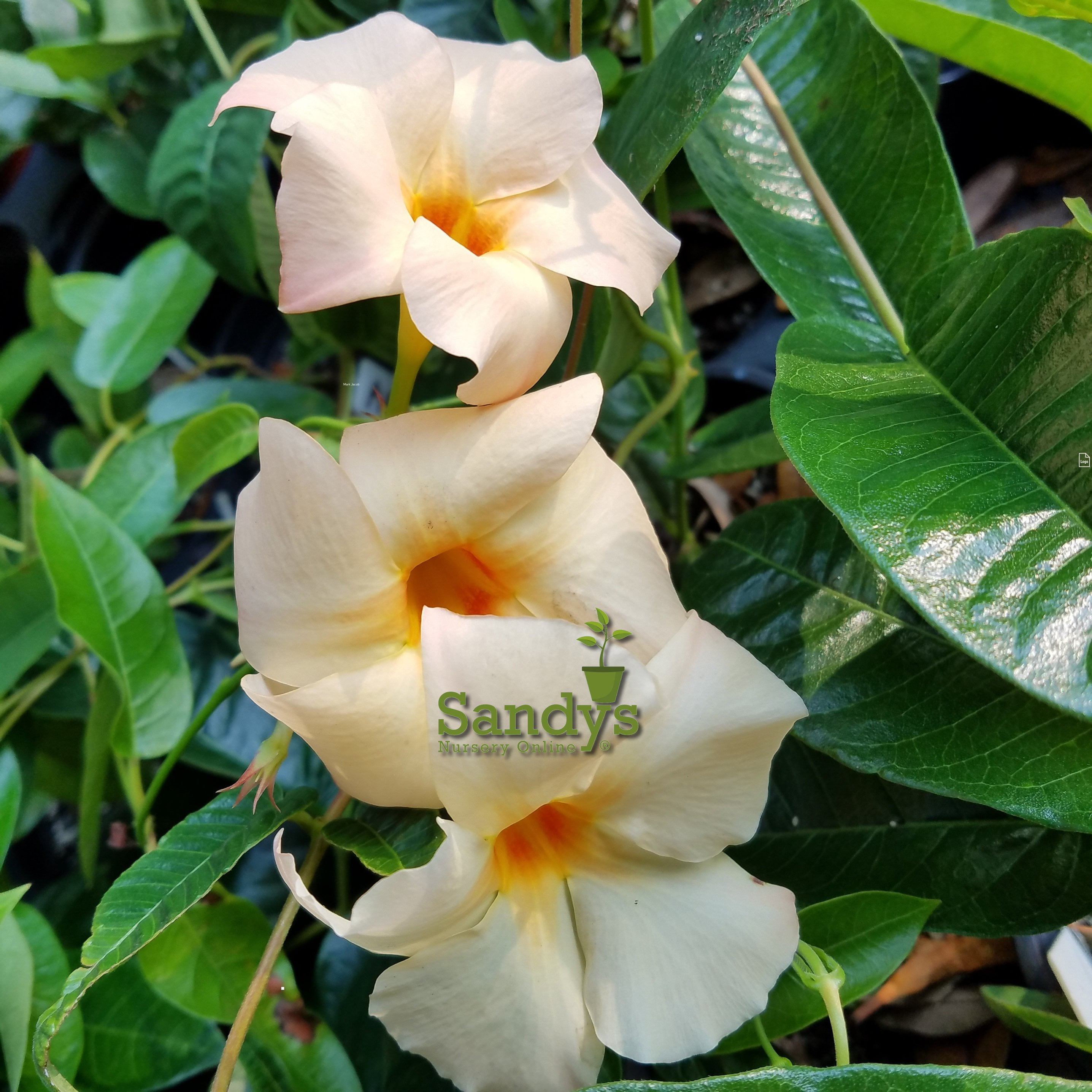 Mandevilla, Apricot Color Flower, Lot of 2 Starter Plants
