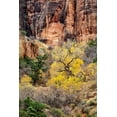 thumbnail image 2 of Collins, Ann 23x32 Black Ornate Wood Framed with Double Matting Museum Art Print Titled - Utah-Zion National Park-Autumn color high above the canyon, 2 of 4