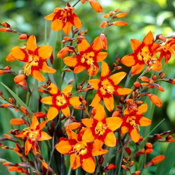 Flower Bulbs - Crocosmia Montbretia Emily McKenzie (20 Bulbs)