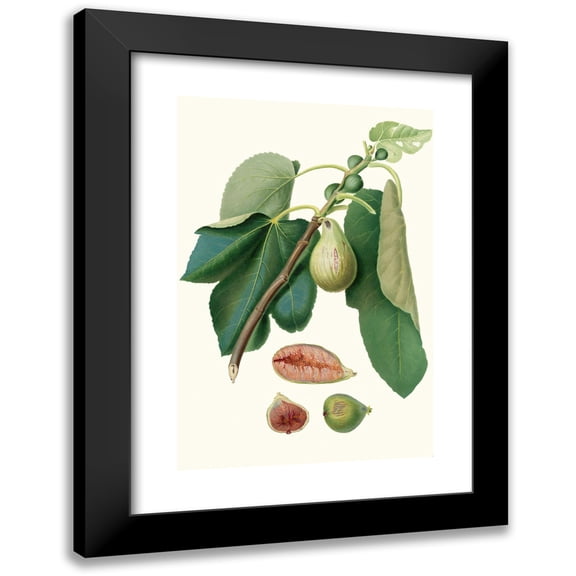 Giorgio Gallesio 11x14 Black Modern Framed Museum Art Print Titled - Fico Monaco. (Fico Della Lunigiana; Fig Monaco) (1817-1839)