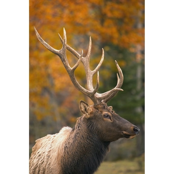 Bull Elk, Jasper National Park, Alberta, Canada Poster Print (11 x 17)