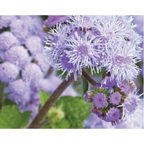 Blue Planet Ageratum Flower Seeds for Planting (1,000 Seeds) - Ageratum houstonianum - Exotic Blue Flossflower
