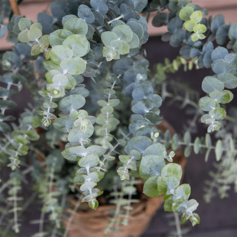 Baby Blue Eucalyptus Live Plant, Well Rooted for Planting Indoor Outdoor Landscape, 2.5 Inches Tall