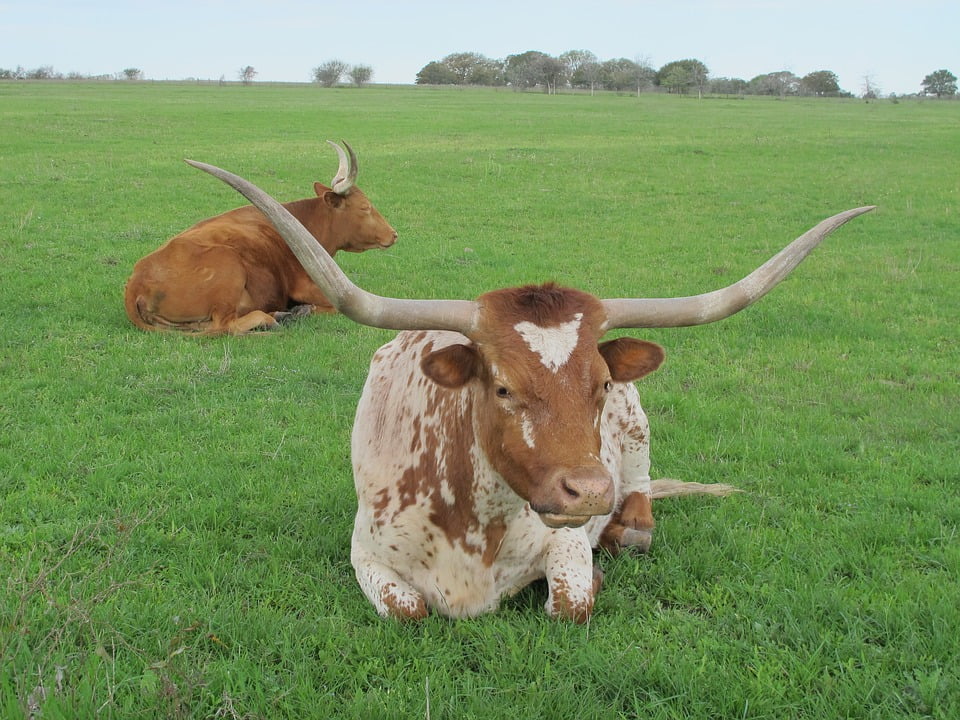 Cows Texas Beef Cattle Ranch Farm Longhorn20 Inch By 30 Inch Laminated