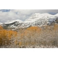 thumbnail image 2 of Grall, Don 14x11 Black Ornate Wood Framed with Double Matting Museum Art Print Titled - CO, Gunnison NF Aspens after a snowstorm, 2 of 4