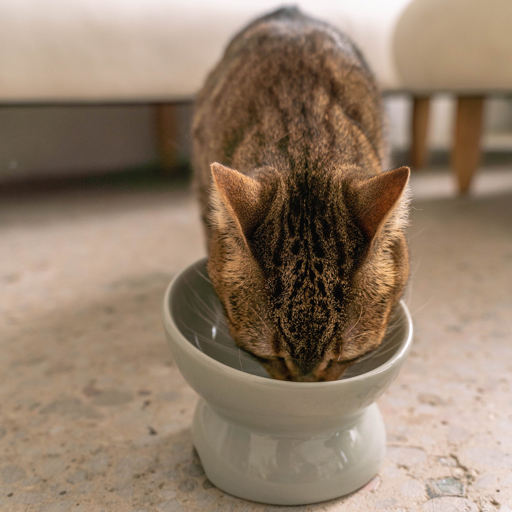 Dexypaws: Elevated Ceramic Cat Bowl - Desert Green - 7oz, Pet Feeding Dish, Meals, Food & Water, Ergonomic Height, Tilted-Raised, Stylish Gloss Design