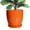 Orange, variant on Stillaflora 8 inch White Ceramic Planters for Plants