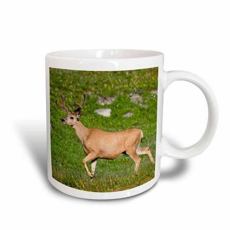 3dRose Mule deer bucks, Logan Pass, Glacier NP, Montana - US27 CHA1107 - Chuck Haney, Ceramic Mug,