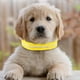 thumbnail image 3 of Collar de perro con Flash Ajustable Glow Neck Loop Arnés de perro luminoso Suministros de nylon Accesorios Luz de noche LED para Pet , amarillo, l Yinane Collar luminoso, 3 of 8