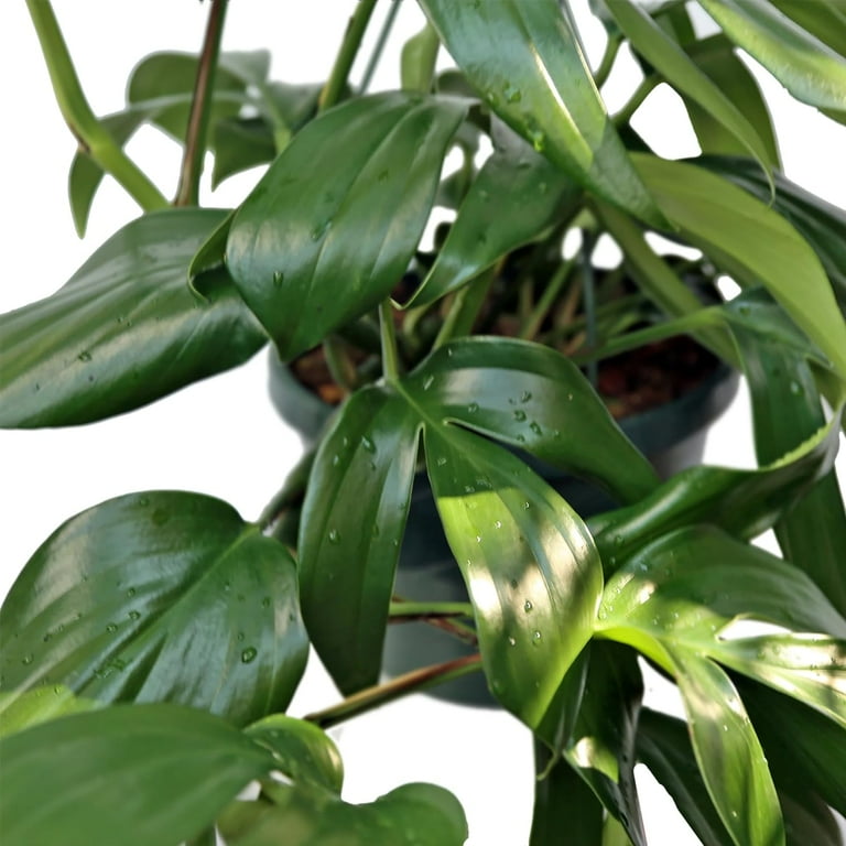BLOSSOM BOOM GARDEN CENTER 20" Philodendron Dragon Tail Live Plants in 8"  Hanging Basket - Walmart.com