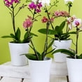 thumbnail image 4 of 20 piezas soporte para plantas de jardín, soporte para flores de hortensia, varilla de soporte para plantas en maceta, 4 of 6