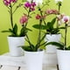 thumbnail image 4 of 20 piezas soporte para plantas de jardín, soporte para flores de hortensia, varilla de soporte para plantas en maceta, 4 of 6