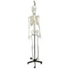 Human Skeleton Model, Natural Size & Color - Flexible Spine & Joints - Nerve Branches - Hanging Stand with Rolling Base - Eisco Labs