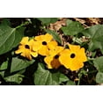 thumbnail image 3 of Black-Eyed Susan Wildflower/ Perennial/ Full Sun/27K Seeds 1/4 oz / Zellajake Farm and Garden - B23, 3 of 5