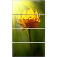 thumbnail image 2 of Large Yellow Flower in Spotlight - Large Flower Canvas Art Print, 2 of 3