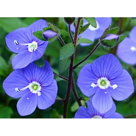 Classy Groundcovers - Veronica peduncularis 'Georgia Blue' V. umbrosa {25 Pots - 3 1/2