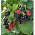 thumbnail image 6 of Set of 2 Triple Crown Thornless Blackberry Plants 4-6 Inch Tall, Large Sweet Berries for Backyard Garden, 6 of 6