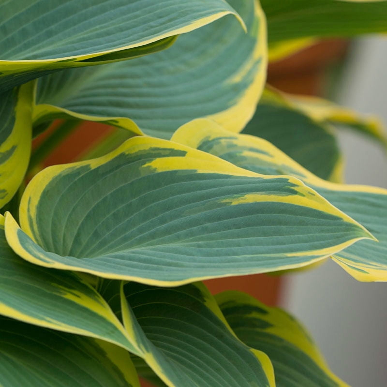 First Frost Hosta Flower Root - Grows Great in Shade - Grows Well In Containers - Perennializing - Easy to Grow Live Plants - Outdoor Garden