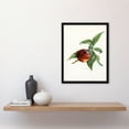 thumbnail image 2 of Artery8 John Wright Vintage Illustration of Pine Apple Nectarine Framed Wall Art Print Home Décor A3, 2 of 4