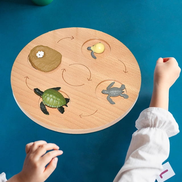 Planche de Cycle de Vie Science Réaliste Éducatif Enseignement Modèle Jouet Cognitif Tortue de Mer
