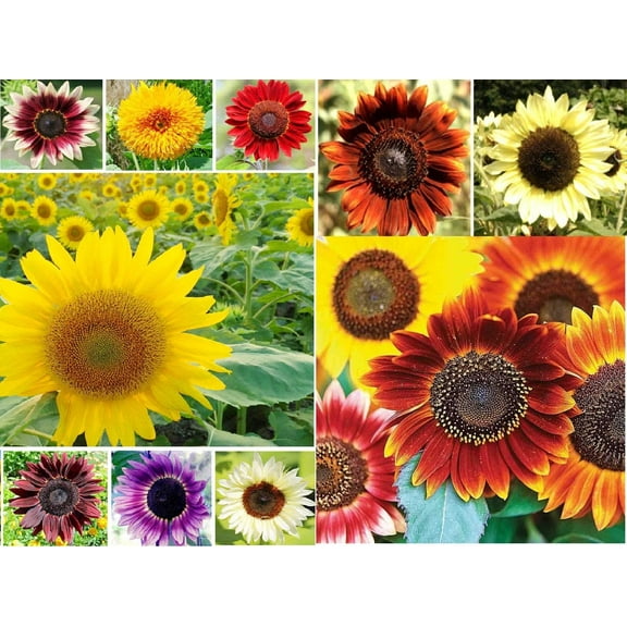1,000  Sunflower Seeds for Planting - Jumbo Mix Pack - 15  Varieties - (Helianthus annuus) - Non-GMO Seeds