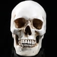 thumbnail image 4 of 2 Pcs Lifesize 1 1 Human Skull Model Replica Resin Anatomical Tracing Teaching Skeleton Halloween Decoration Statue, 4 of 10