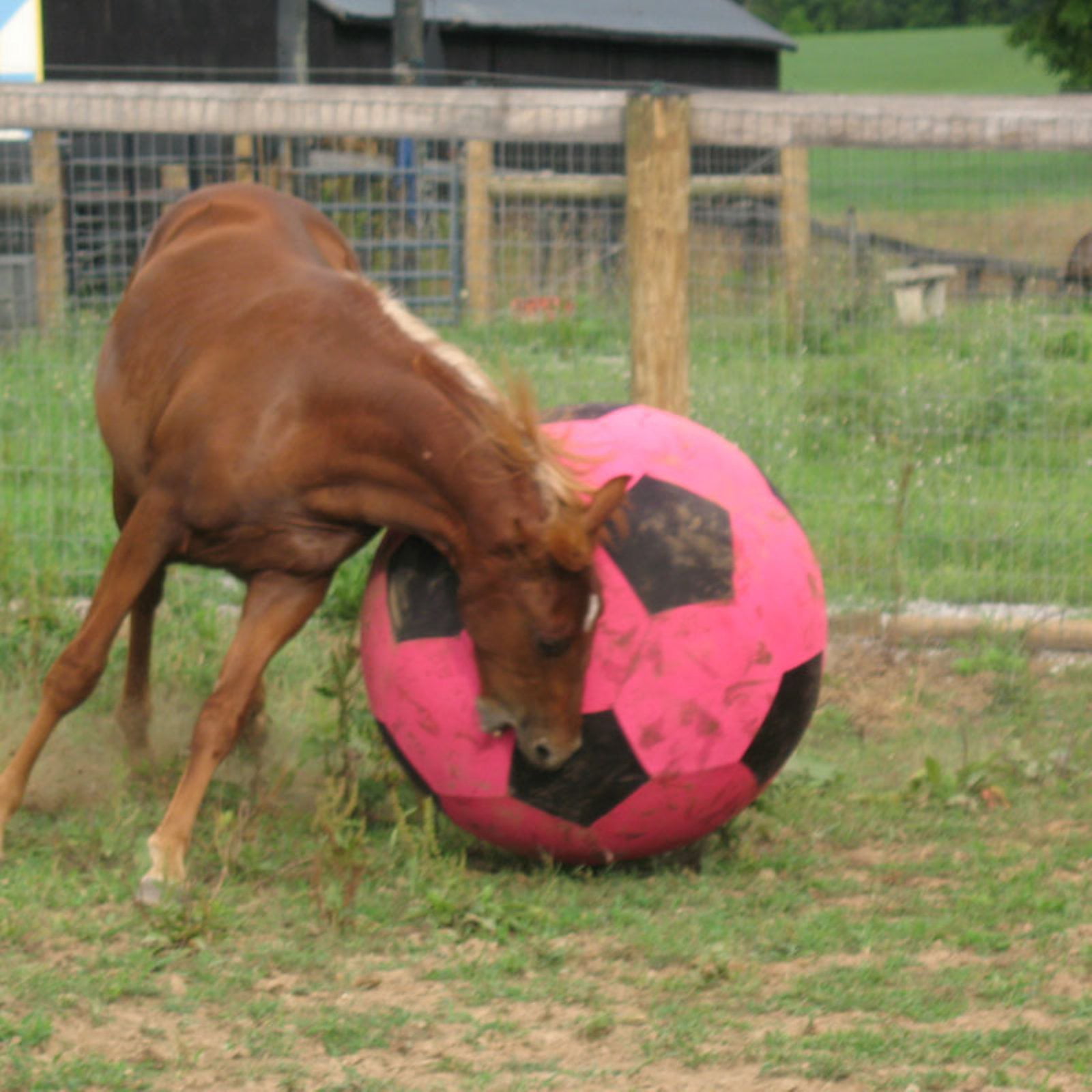 Horsemen's Pride Mega Jolly Ball Soccerball Cover  40IN