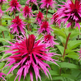 38 Perennial Monarda Bee Balm Bergamot 'Marshall's Delight' Landscape ...
