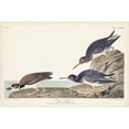 thumbnail image 3 of Audubon, John James 24x17 Black Modern Framed Museum Art Print Titled - Pl. 284 Purple Sandpiper, 3 of 5