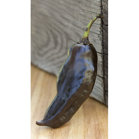 Black Habanero Heirloom Pepper Premium Seeds Packet