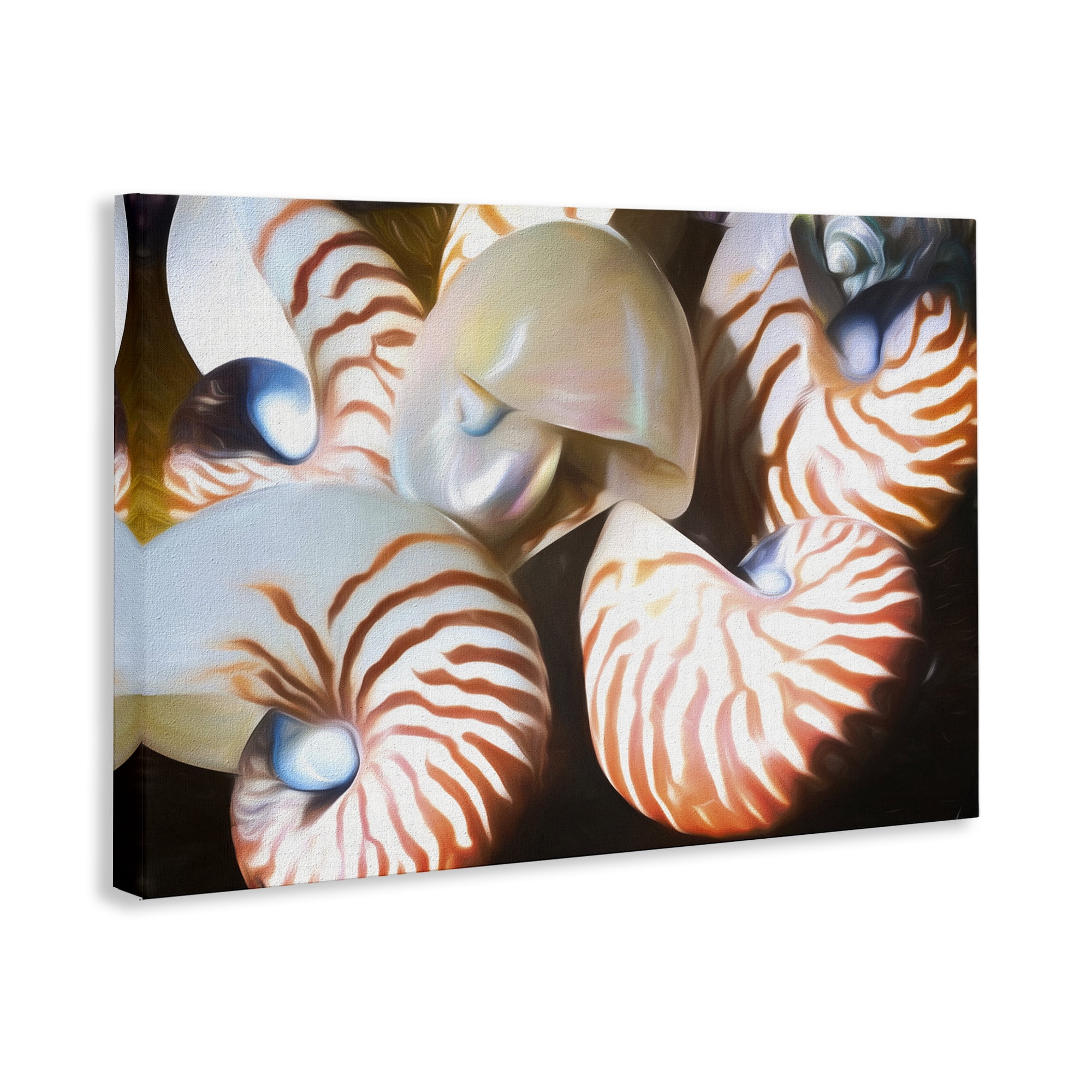 Stupell Industries Nautilus Shells Cluster Nautical & Beach Painting Wrapped Canvas Art Print Wall Art, 36 x 24