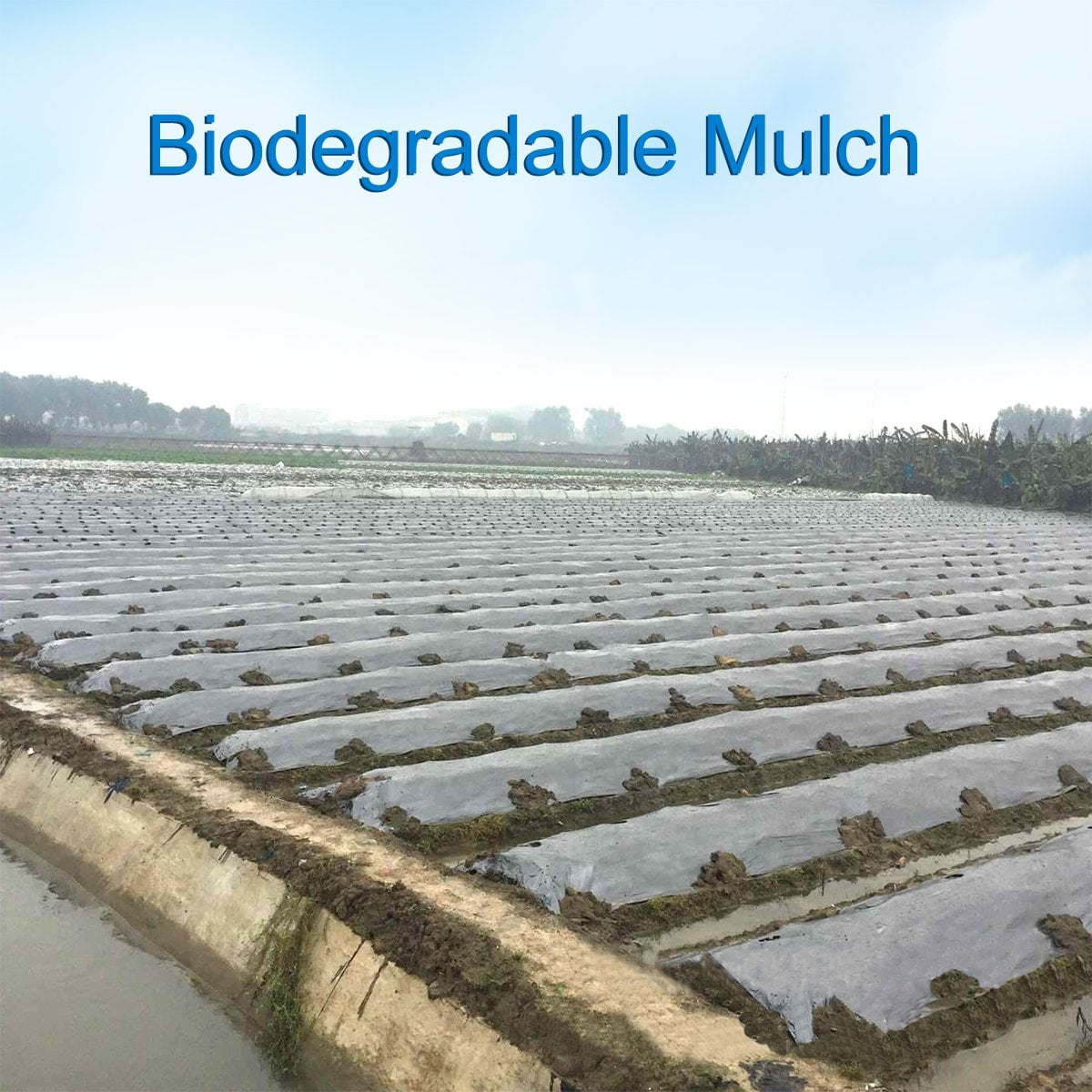 Agfabric 1.57mil Biodegradable plastic film Gardening Farming Film Weed