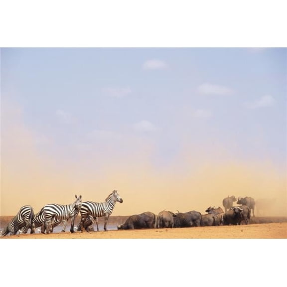 Zebras & Water Buffalo At A Watering Hole Poster Print, 17 x 11