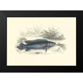 thumbnail image 2 of Lizars, W.H. 18x14 Black Modern Framed Museum Art Print Titled - Lizars Game Fish III, 2 of 5