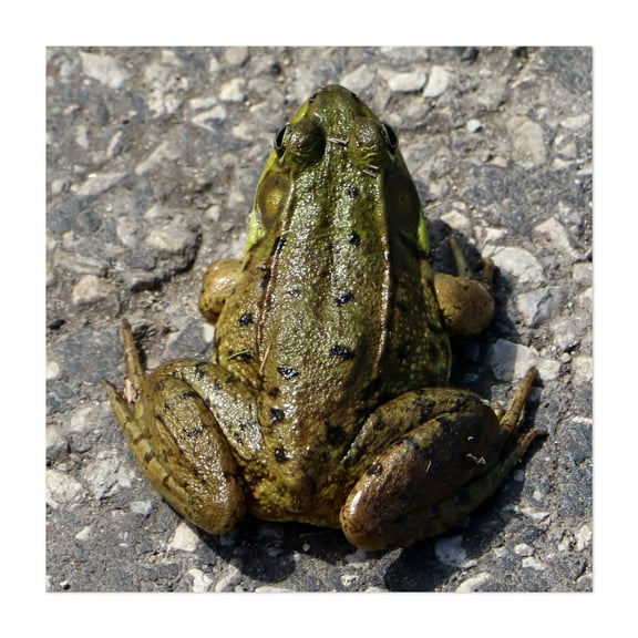 Frog - Marshall Michigan Photography Wildlife Animal Nature Insect Garden Wilderness Summer Unframed Wall Art Print 6 x 6 inches