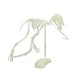 thumbnail image 1 of Modelo de esqueleto de dinosaurio que brilla en la oscuridad, juguete de ensamblaje de esqueleto de dinosaurio para niños., 1 of 4
