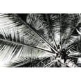 thumbnail image 3 of Franklin 18x13 Black Modern Framed Museum Art Print Titled - Neutral Palm III, 3 of 5