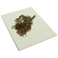 thumbnail image 3 of Print: Dried Flowers From The Funeral Of Abraham Lincoln. Artifact In The, 3 of 4