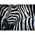 thumbnail image 2 of Aldridge, Ashley 14x12 Gold Ornate Wood Framed with Double Matting Museum Art Print Titled - Black and White Zebra Stripes II, 2 of 4