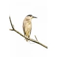 thumbnail image 3 of Murdock, Ramona 17x24 Black Modern Framed Museum Art Print Titled - Amazon Heron, 3 of 5